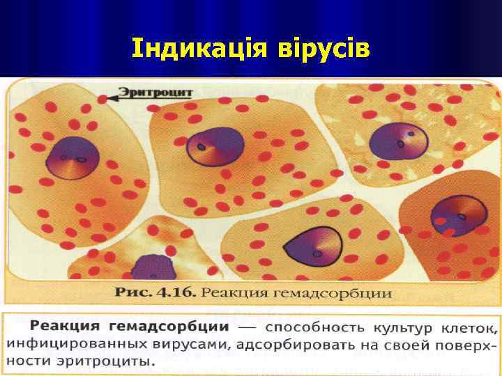 Індикація вірусів 