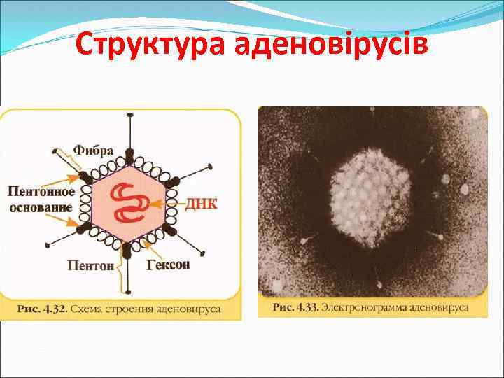 Структура аденовірусів 