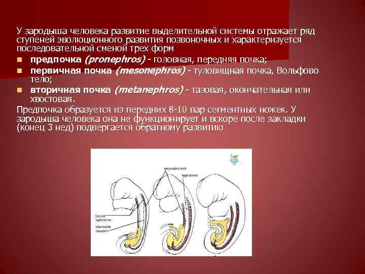 У зародыша человека развитие выделительной системы отражает ряд ступеней эволюционного развития позвоночных и характеризуется