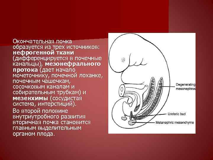 Окончательная почка образуется из трех источников: нефрогенной ткани (дифференцируется в почечные канальцы), мезонефрального протока