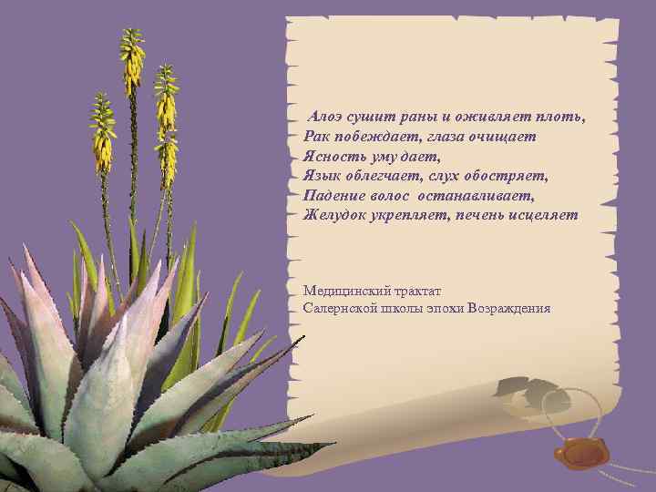Алоэ сушит раны и оживляет плоть, Рак побеждает, глаза очищает Ясность уму дает, Язык