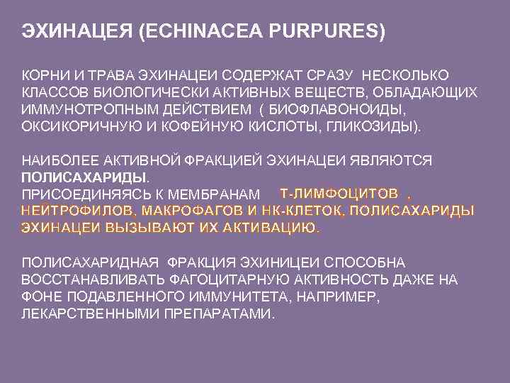 ЭХИНАЦЕЯ (ECHINACEA PURPURES) КОРНИ И ТРАВА ЭХИНАЦЕИ СОДЕРЖАТ СРАЗУ НЕСКОЛЬКО КЛАССОВ БИОЛОГИЧЕСКИ АКТИВНЫХ ВЕЩЕСТВ,