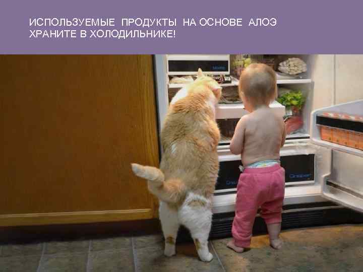 ИСПОЛЬЗУЕМЫЕ ПРОДУКТЫ НА ОСНОВЕ АЛОЭ ХРАНИТЕ В ХОЛОДИЛЬНИКЕ! 
