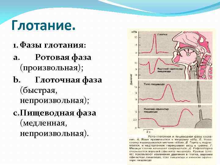 Глотание. 1. Фазы глотания: a. Ротовая фаза (произвольная); b. Глоточная фаза (быстрая, непроизвольная); c.