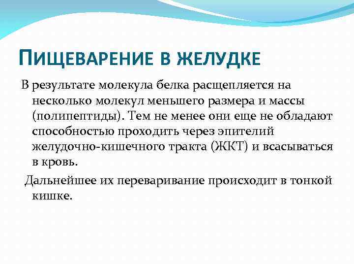 ПИЩЕВАРЕНИЕ В ЖЕЛУДКЕ В результате молекула белка расщепляется на несколько молекул меньшего размера и