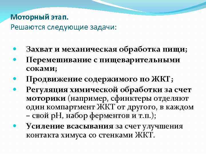 Моторный этап. Решаются следующие задачи: Захват и механическая обработка пищи; Перемешивание с пищеварительными соками;