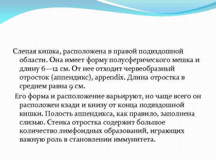 Слепая кишка, расположена в правой подвздошной области. Она имеет форму полусферического мешка и длину
