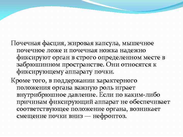 Почечная фасция, жировая капсула, мышечное почечное ложе и почечная ножка надежно фиксируют орган в