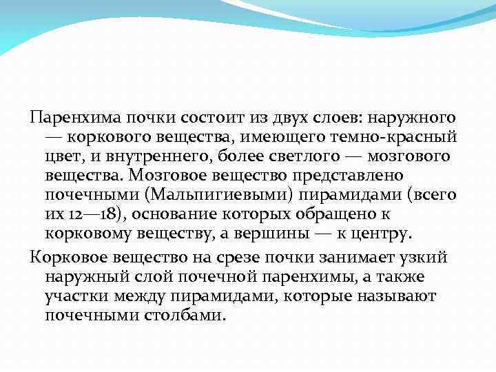 Паренхима почки состоит из двух слоев: наружного — коркового вещества, имеющего темно красный цвет,