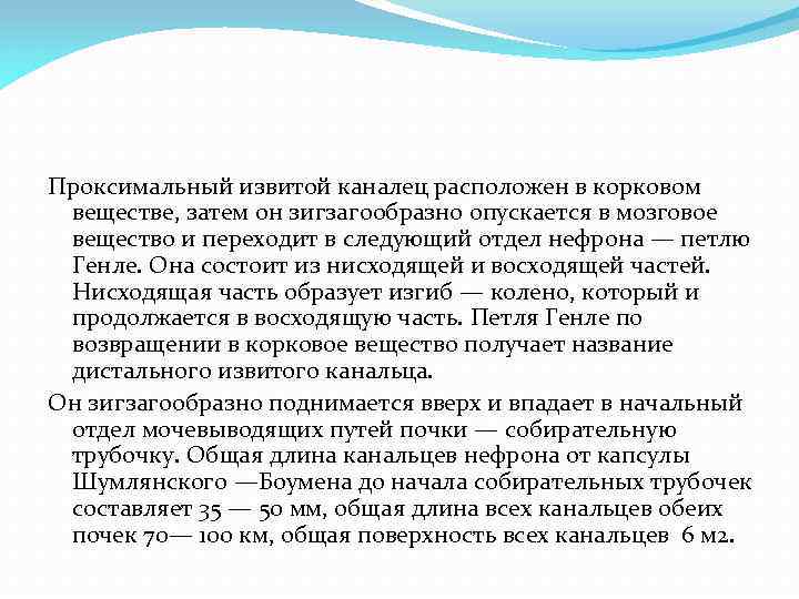 Проксимальный извитой каналец расположен в корковом веществе, затем он зигзагообразно опускается в мозговое вещество