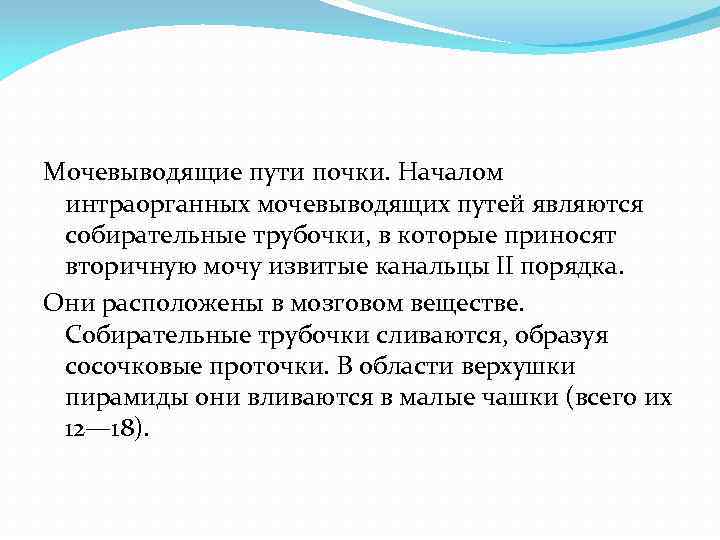 Мочевыводящие пути почки. Началом интраорганных мочевыводящих путей являются собирательные трубочки, в которые приносят вторичную