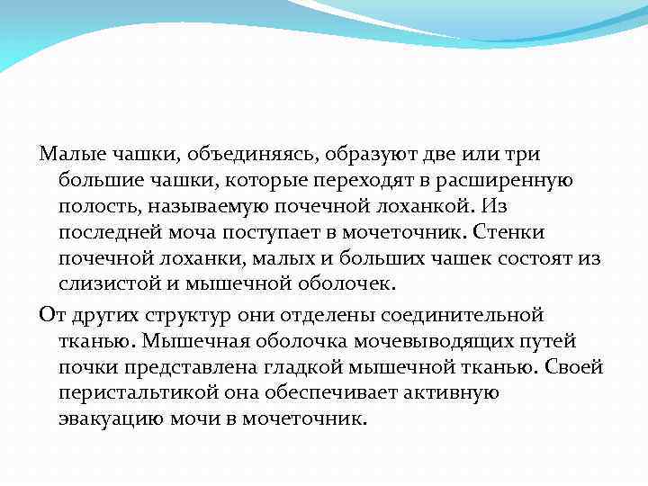 Малые чашки, объединяясь, образуют две или три большие чашки, которые переходят в расширенную полость,