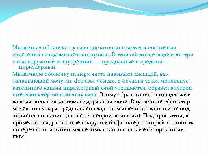 Мышечная оболочка пузыря достаточно толстая и состоит из сплетений гладкомышечных пучков. В этой оболочке