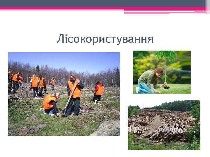 Лісокористування 