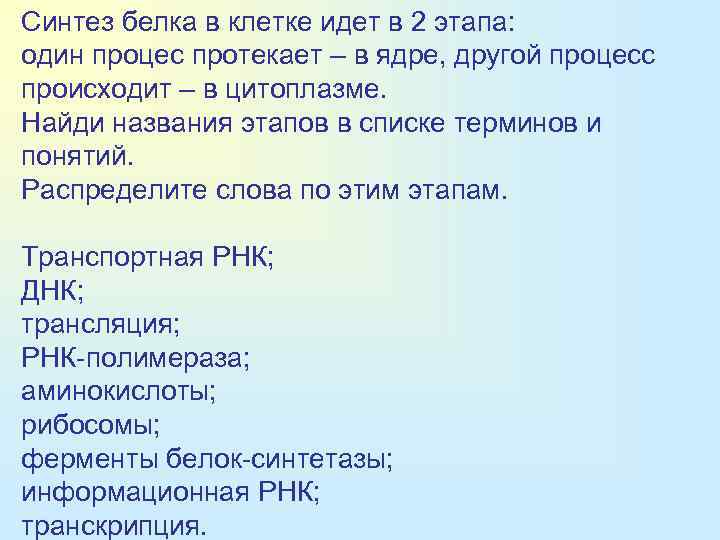 Синтез белка в клетке идет в 2 этапа: один процес протекает – в ядре,