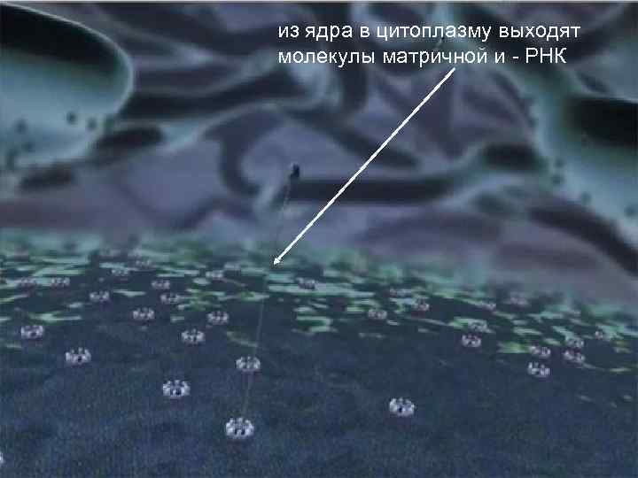 из ядра в цитоплазму выходят молекулы матричной и - РНК 