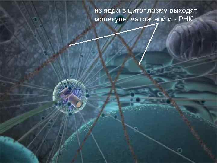 из ядра в цитоплазму выходят молекулы матричной и - РНК 