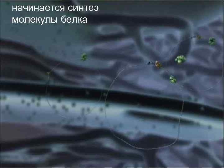 начинается синтез молекулы белка 