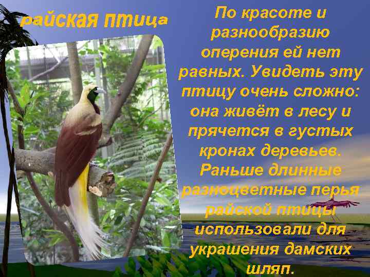 По красоте и разнообразию оперения ей нет равных. Увидеть эту птицу очень сложно: она