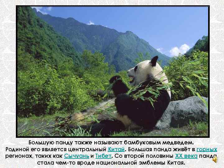 Большую панду также называют бамбуковым медведем. Родиной его является центральный Китай. Большая панда живёт