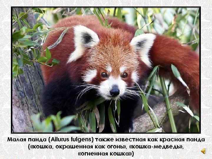 Малая панда (Ailurus fulgens) также известная как красная панда ( «кошка, окрашенная как огонь»