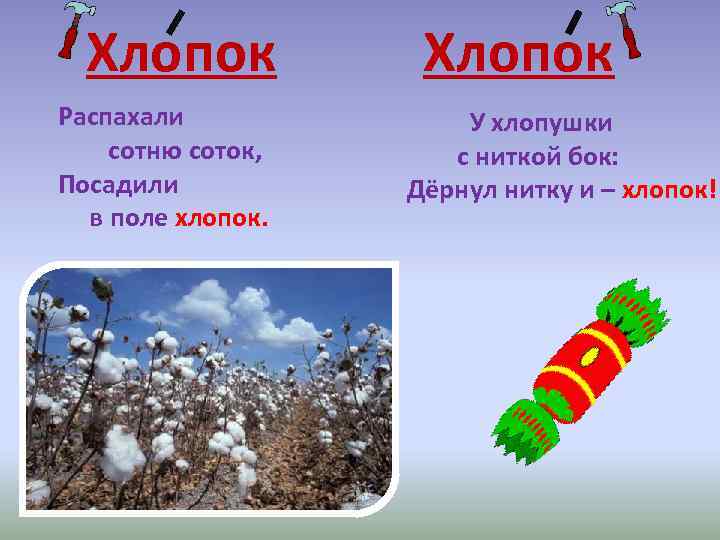 Хлопок Распахали сотню соток, Посадили в поле хлопок. Хлопок У хлопушки с ниткой бок: