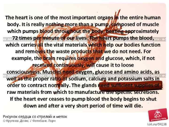 The heart is one of the most important organs in the entire human body.