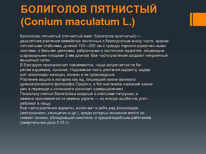 БОЛИГОЛОВ ПЯТНИСТЫЙ (Conium maculatum L. ) Болиголов пятнистый (пятнистый омег, болиголов крапчатый) — двухлетнее