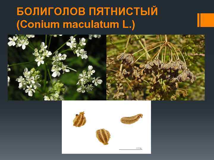 БОЛИГОЛОВ ПЯТНИСТЫЙ (Conium maculatum L. ) 