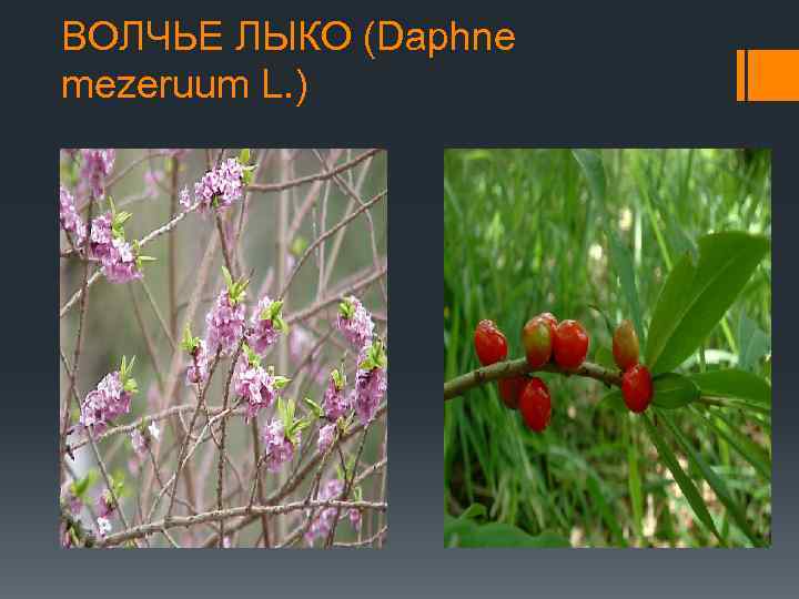 ВОЛЧЬЕ ЛЫКО (Daphne mezeruum L. ) 