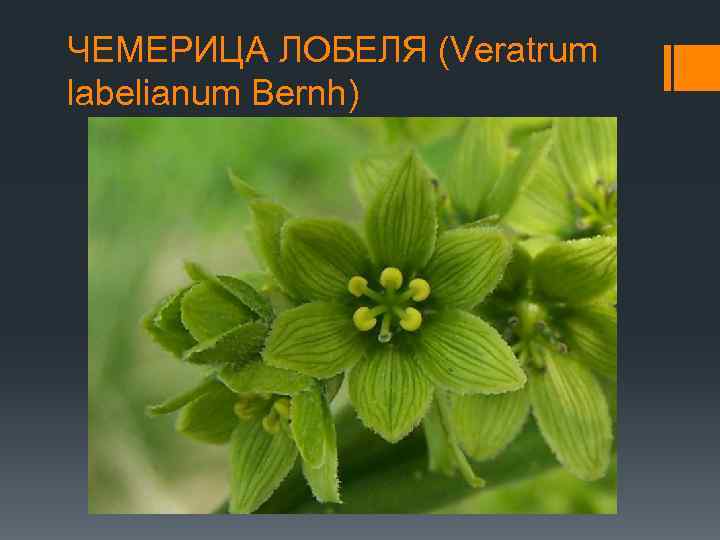 ЧЕМЕРИЦА ЛОБЕЛЯ (Veratrum labelianum Bernh) 