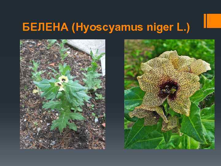 БЕЛЕНА (Hyoscyamus niger L. ) 