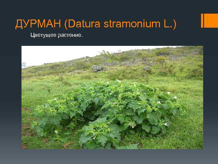 ДУРМАН (Datura stramonium L. ) Цветущее растение. 