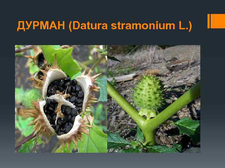 ДУРМАН (Datura stramonium L. ) 