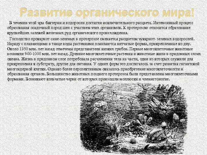 Развитие органического мира В течении этой эры бактерии и водоросли достигли исключительного расцвета. Интенсивный