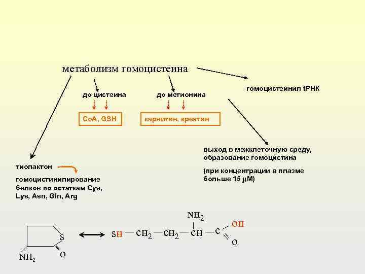 метаболизм гомоцистеина до цистеина Co. A, GSH гомоцистеинил t. РНК до метионина карнитин, креатин