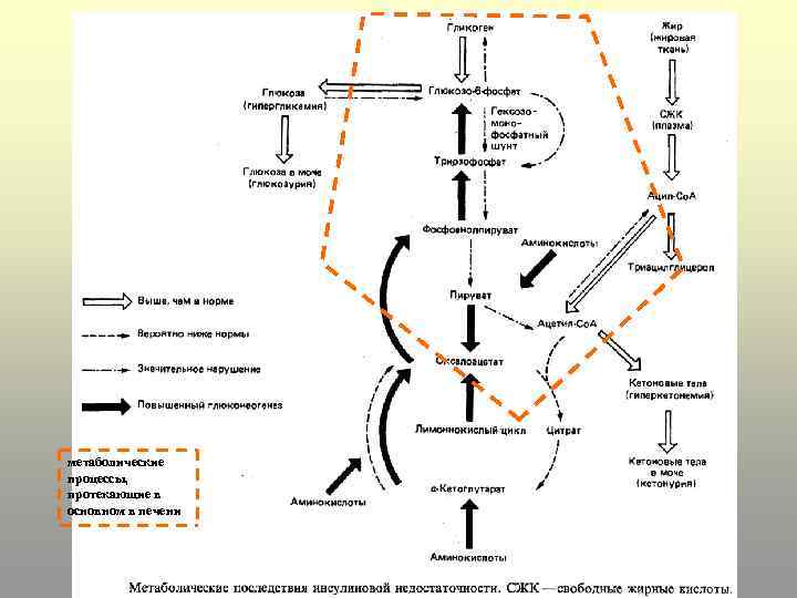 метаболические процессы, протекающие в основном в печени 