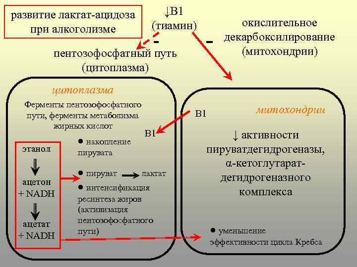 развитие лактат-ацидоза при алкоголизме ↓В 1 (тиамин) - пентозофосфатный путь (цитоплазма) - окислительное декарбоксилирование