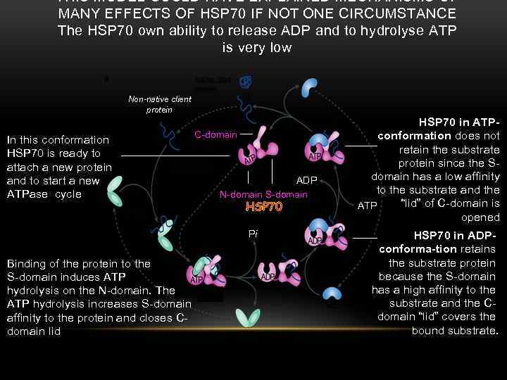 THIS MODEL COULD HAVE EXPLAINED MECHANISMS OF MANY EFFECTS OF HSP 70 IF NOT