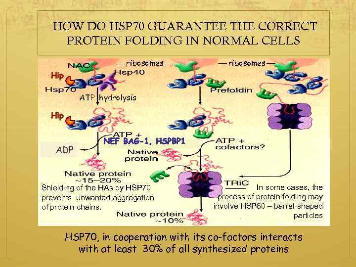  HOW DO HSP 70 GUARANTEE THE CORRECT PROTEIN FOLDING IN NORMAL CELLS ribosomes