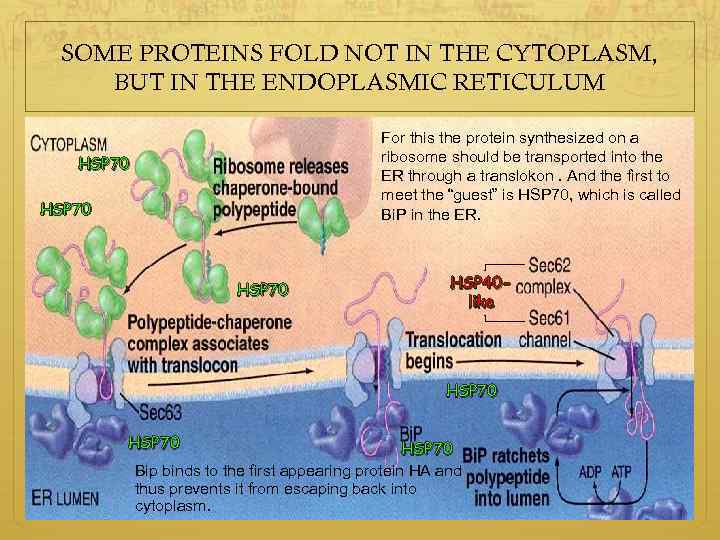 SOME PROTEINS FOLD NOT IN THE CYTOPLASM, BUT IN THE ENDOPLASMIC RETICULUM For this