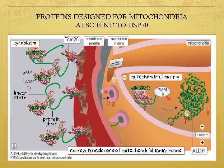 PROTEINS DESIGNED FOR MITOCHONDRIA ALSO BIND TO HSP 70 cytoplasm HSP 70 mitochondrial matrix