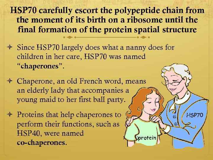 HSP 70 carefully escort the polypeptide chain from the moment of its birth on