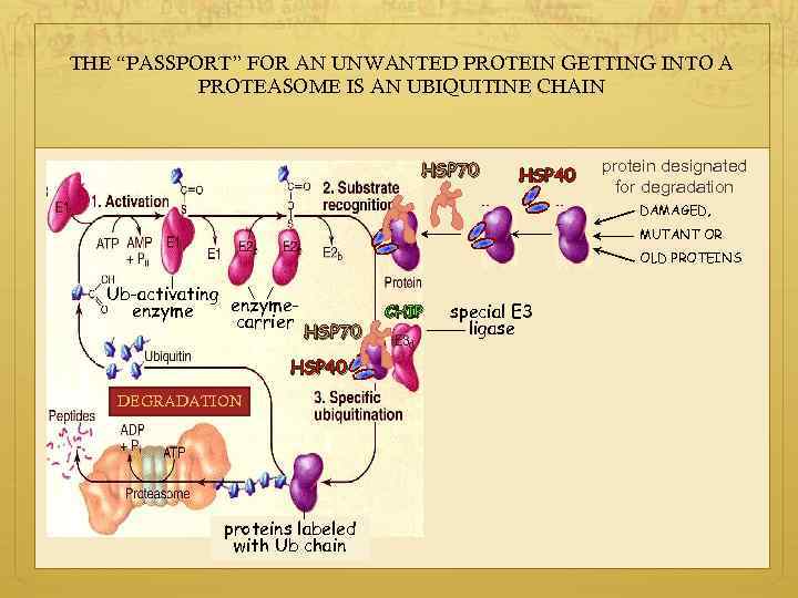 THE “PASSPORT” FOR AN UNWANTED PROTEIN GETTING INTO A PROTEASOME IS AN UBIQUITINE CHAIN