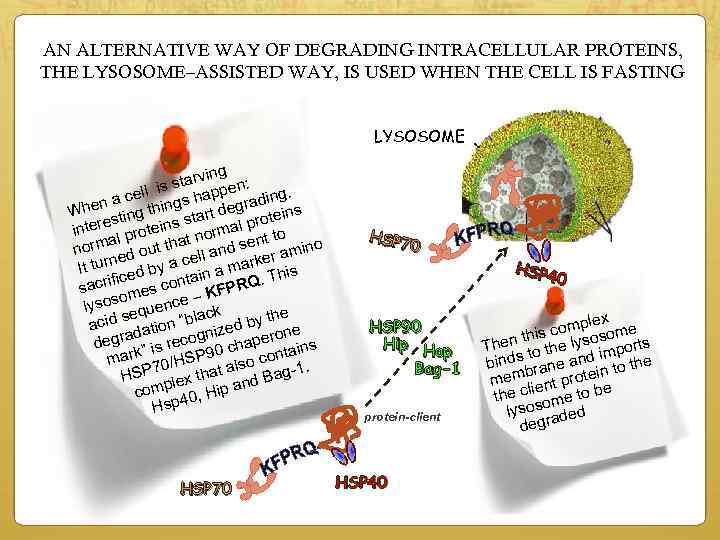 AN ALTERNATIVE WAY OF DEGRADING INTRACELLULAR PROTEINS, THE LYSOSOME–ASSISTED WAY, IS USED WHEN THE