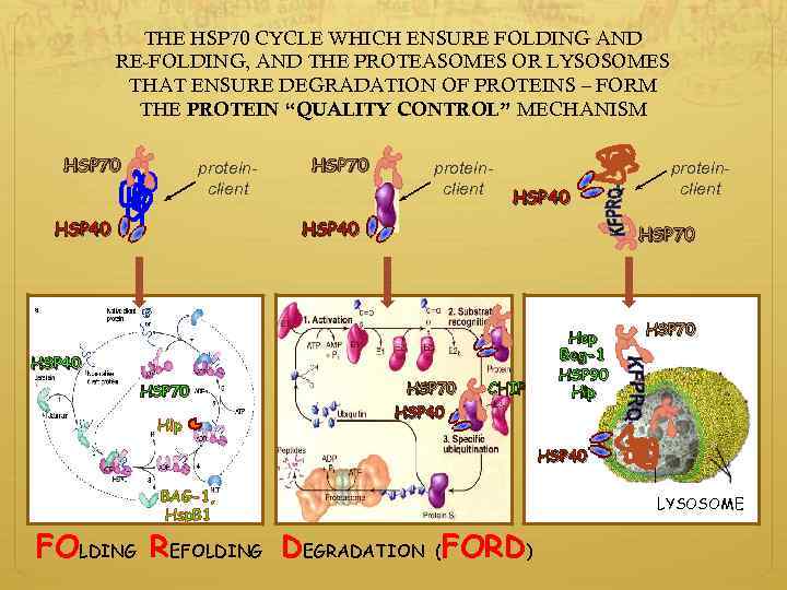 THE HSP 70 CYCLE WHICH ENSURE FOLDING AND RE-FOLDING, AND THE PROTEASOMES OR LYSOSOMES