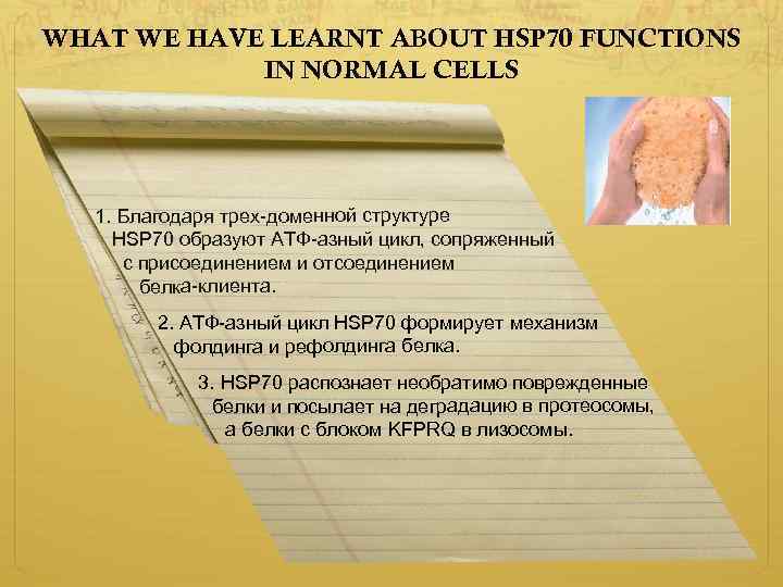 WHAT WE HAVE LEARNT ABOUT HSP 70 FUNCTIONS IN NORMAL CELLS 1. Благодаря трех-доменной