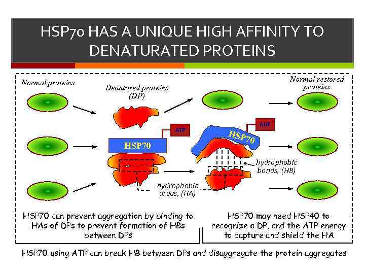 HSP 70 HAS A UNIQUE HIGH AFFINITY TO DENATURATED PROTEINS Normal proteins Normal restored