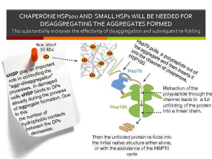 CHAPERONE HSP 100 AND SMALL HSPs WILL BE NEEDED FOR DISAGGREGATING THE AGGREGATES FORMED