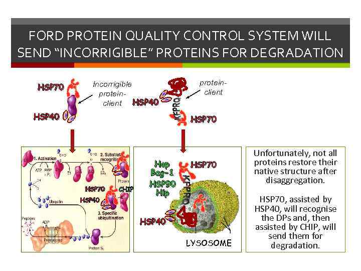 FORD PROTEIN QUALITY CONTROL SYSTEM WILL SEND “INCORRIGIBLE” PROTEINS FOR DEGRADATION HSP 70 Incorrigible